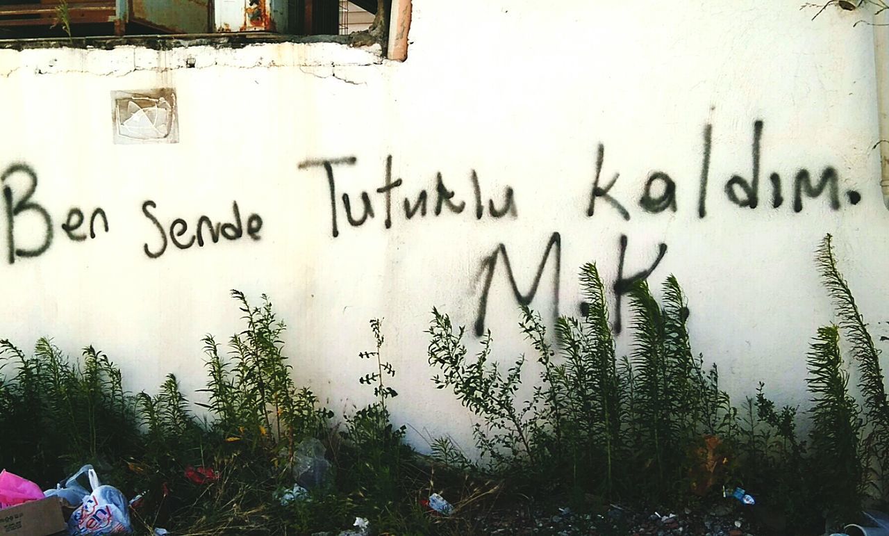 text, western script, graffiti, wall - building feature, architecture, built structure, wall, plant, day, outdoors, no people, deterioration, growth