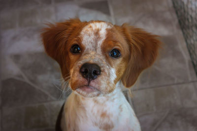 Close-up portrait of brittany spaniel puppy