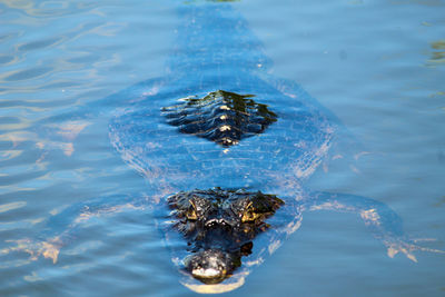 Close-up of turtle swimming in water