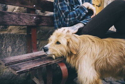 Midsection of man petting dog while sitting on bench at sidewalk