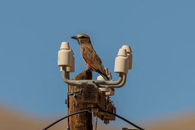 Low angle view of bird perching on wooden post against clear sky