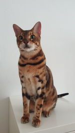 Portrait of cat sitting against wall