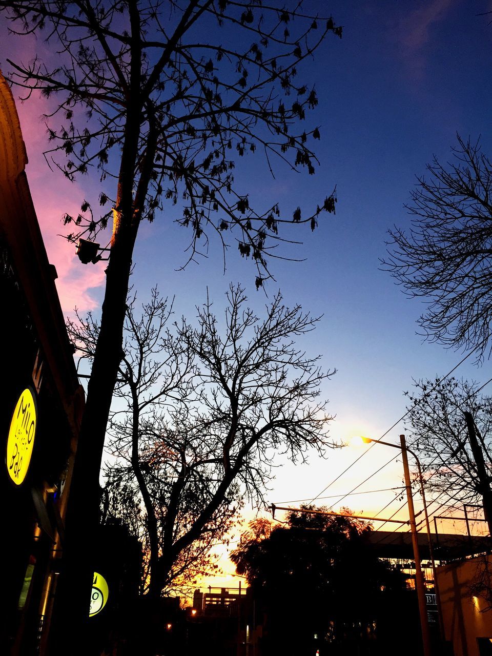 LOW ANGLE VIEW OF SILHOUETTE TREES AGAINST CLEAR SKY