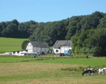 Cow grazing in field