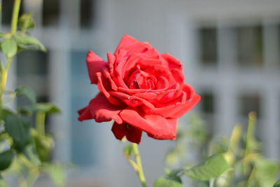 Close-up of red rose blooming outdoors