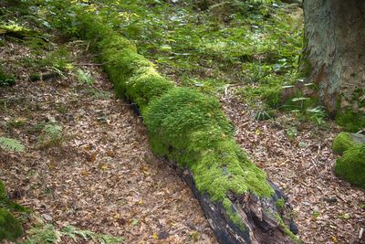 Close-up of tree trunk in forest