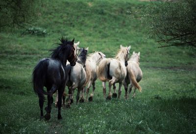 Horses on grassy field