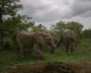 Elephant walking in a field