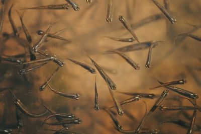 Close-up of frozen water