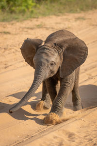 Baby african elephant kicks sand crossing track