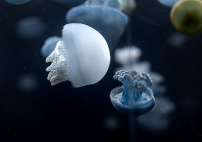 Close-up of jellyfish swimming in sea