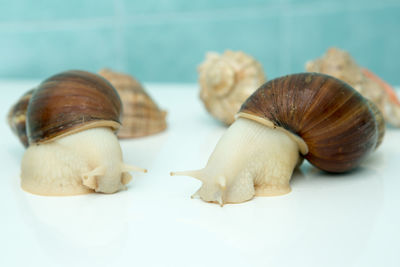 Close-up of snail against white background