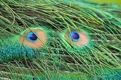 Close-up of peacock feathers