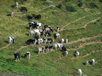 Cows grazing on field