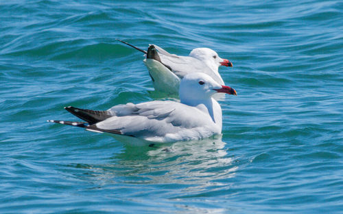 Swan swimming in sea