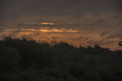 Trees against sky during sunset