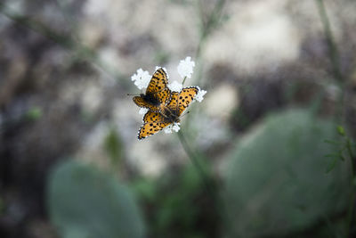 Close-up of butterfly pollinating on flower