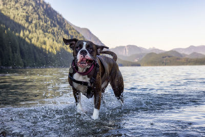 Dog running in lake