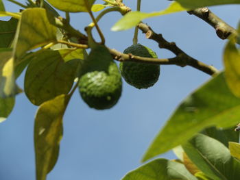 Close-up of avocados growing against clear sky