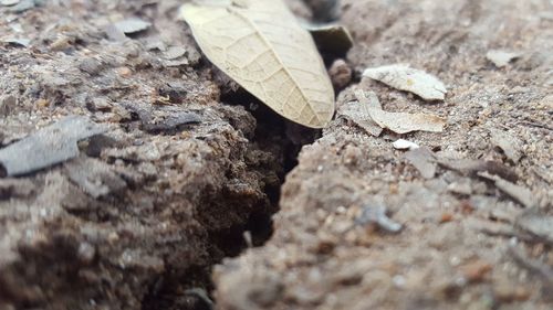 Close-up of lizard