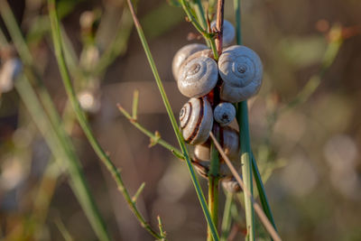 Close-up of snails on plant