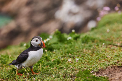 Puffin standing on a rock cliff . fratercula arctica 