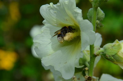 Close-up of bee on white flower