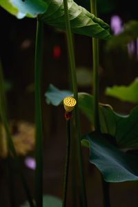 Close-up of lotus growing on plant