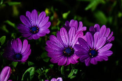 Close-up of water drops on purple flowers