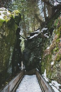 Scenic view of trees against sky
