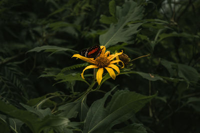 Close-up of yellow flower on plant