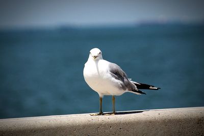 Seagull perching on retaining wall