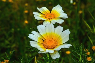 Close-up of white and yellow flower