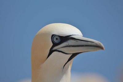 Close-up of gannet against clear sky