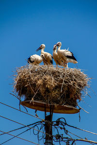 Low angle view of birds in nest against clear blue sky