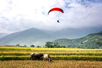 Horse grazing on field against sky