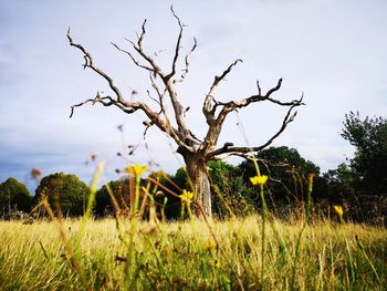 Plants on field against sky