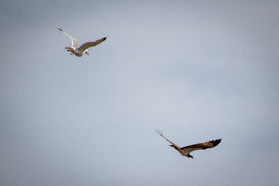 Low angle view of a bird flying