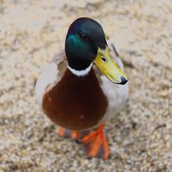 High angle view of mallard duck