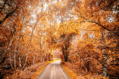 Road amidst trees in forest during autumn