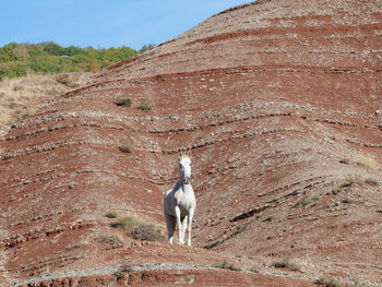 View of a white horse on red hill