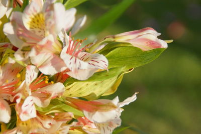 Close-up of fresh flowers blooming outdoors