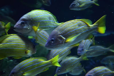 Close-up of fish swimming in sea