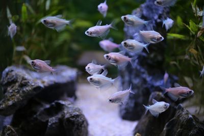 Close-up of fish in water