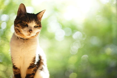 cat