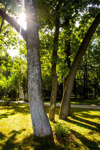 Trees in park