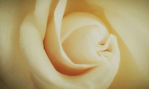 Close-up of white rose