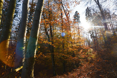 Low angle view of trees in forest during autumn