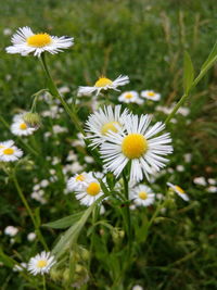 Close-up of daisies blooming outdoors