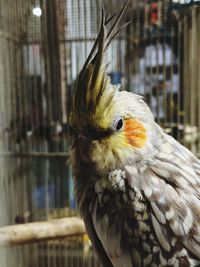 Close-up of a bird